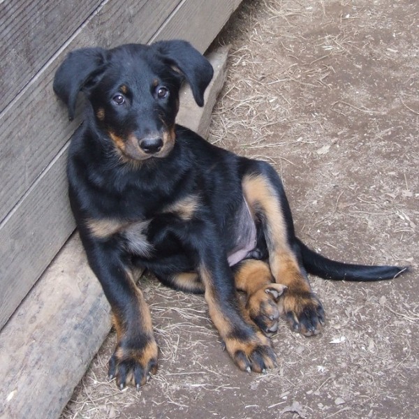 Liam, femelle disponible 800€