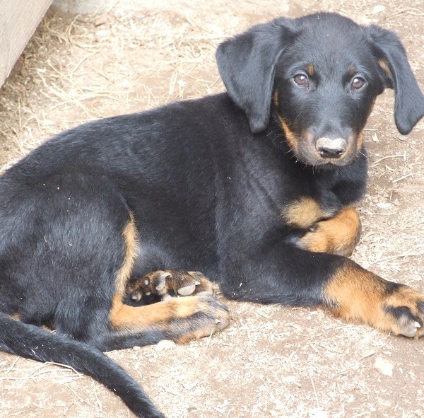 Litchi (2)