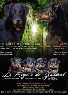 Nao Lappy