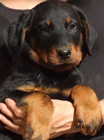 Onyx, mâle noir et feu, disponible 900e