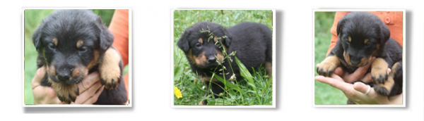 chiots beaucerons