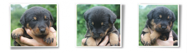 chiots beaucerons