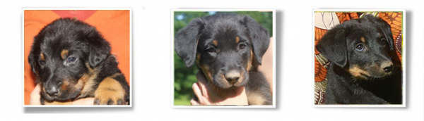 chiots beaucerons