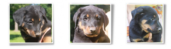 chiots beaucerons