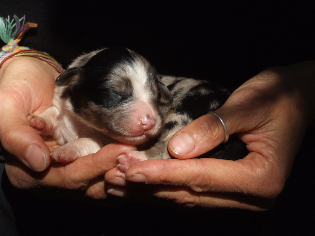 Olynn, femelle bleu merle, reste à l'élevage