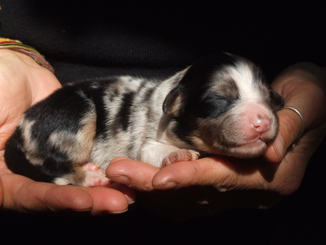 Ozaka, mâle bleu merle, disponible 1200€
