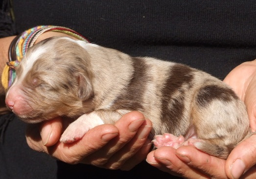 Orion, mâle rouge merle, disponible 1200€