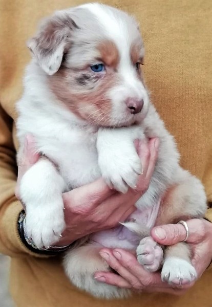 Olendil, mâle rouge merle aux yeux bleus, Queue longue,disponible 1200€