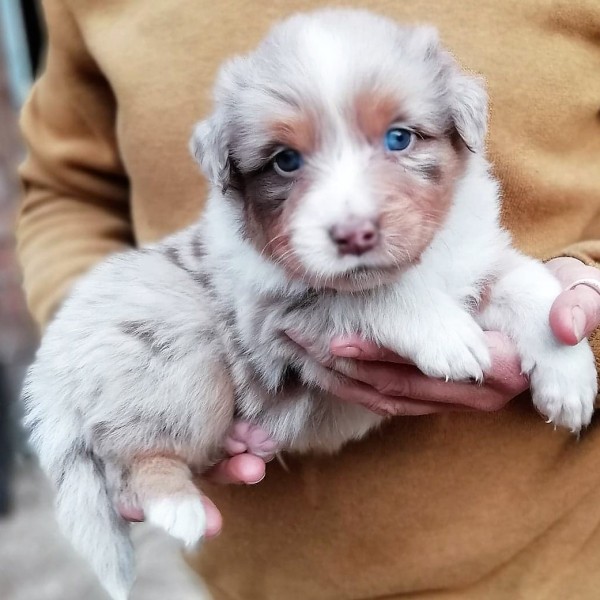 Onïl, mâle rouge merle yeux vairons, Queue longue, disponible 1200€