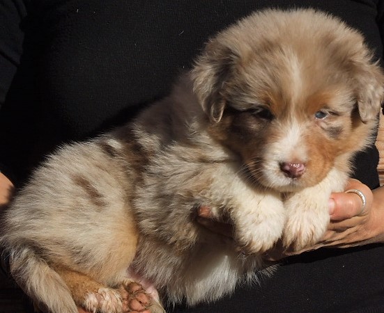 Onïl, mâle rouge merle yeux verts ou ambres, disponible 1200€
