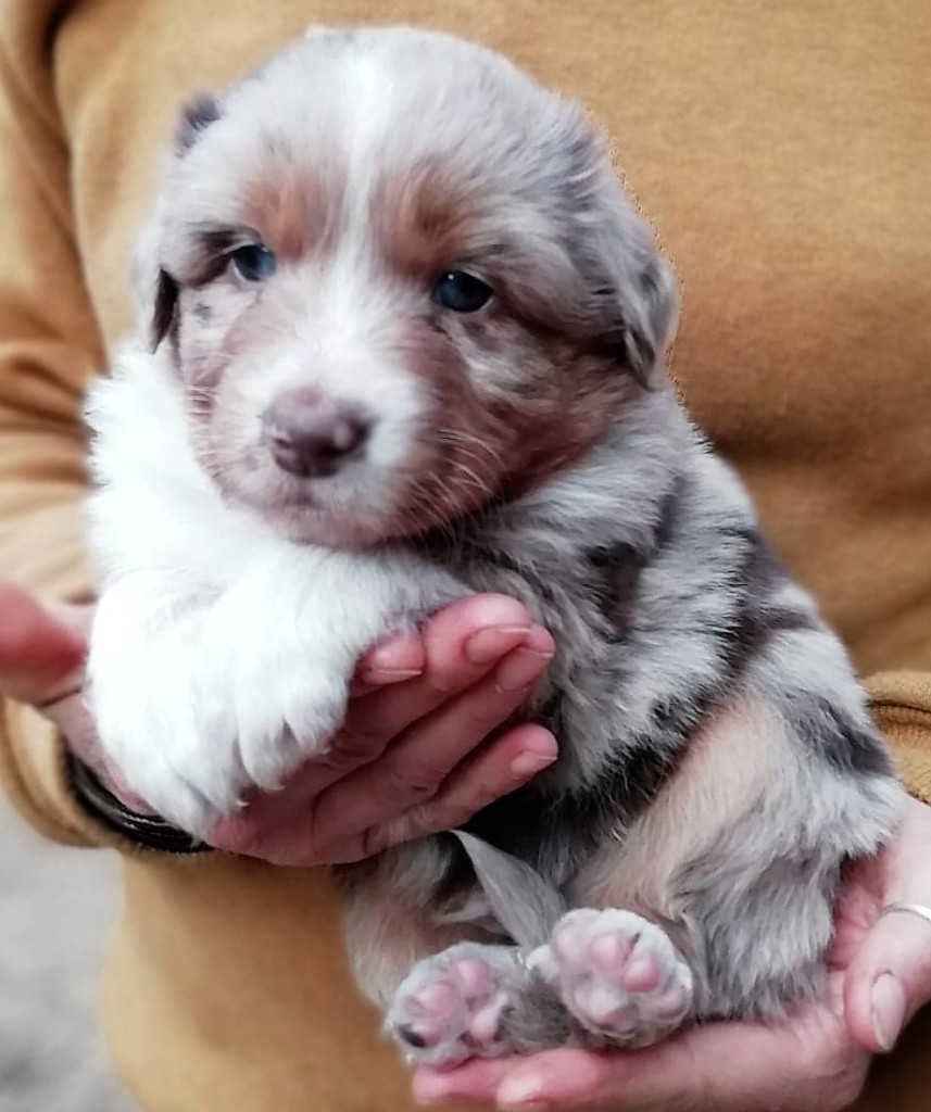 Orion, mâle rouge merle, yeux ambres, Queue longue, disponible 1200€