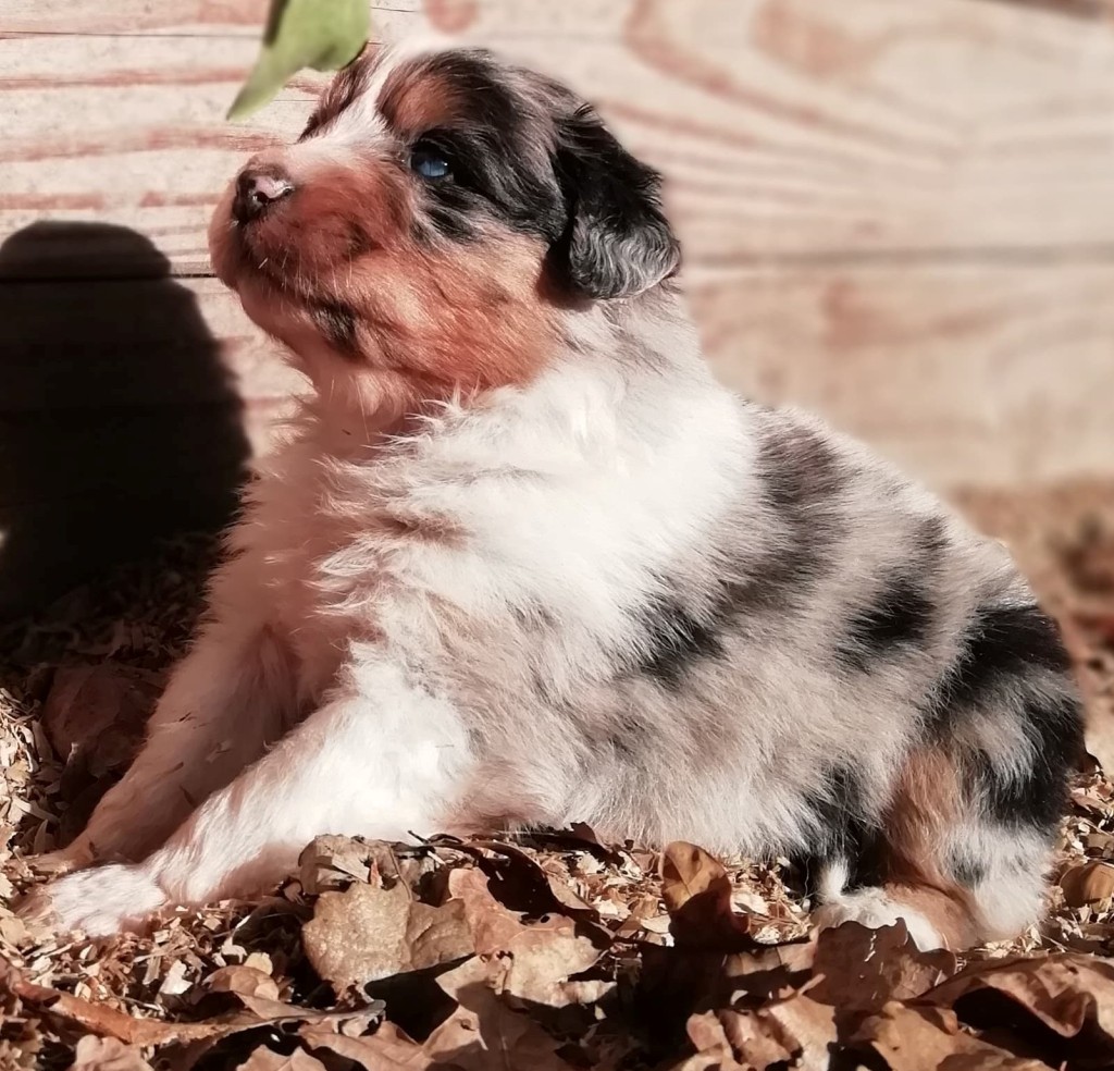 Ozaka, mâle bleu merle, yeux bleus, Queue longue, disponible 1200€