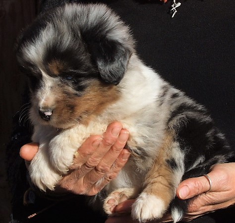 Ozaka, mâle bleu merle aux yeux bleus, disponible 1200€