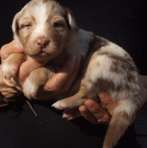 Pastel femelle rouge merle, réservée