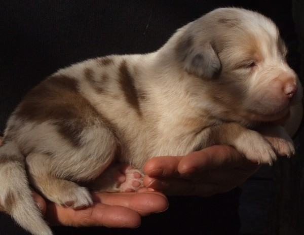 Petite Elfe, dite Perle, femelle rouge merle, réservée
