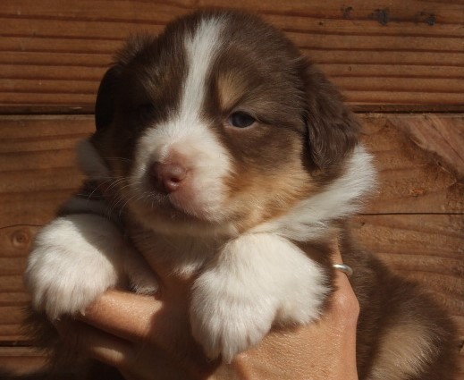 Phissa, femelle rouge tri, disponible 1000€