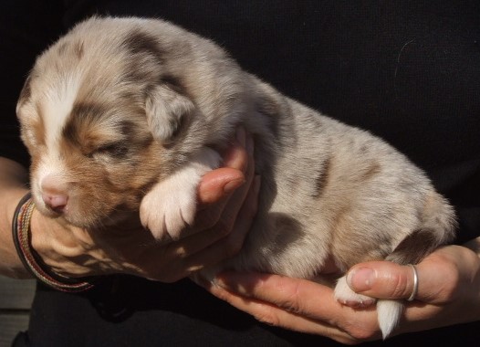Pow woh, mâle rouge merle, réservé
