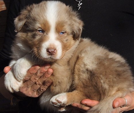Olendil, mâle rouge merle yeux bleus, disponible 1200€