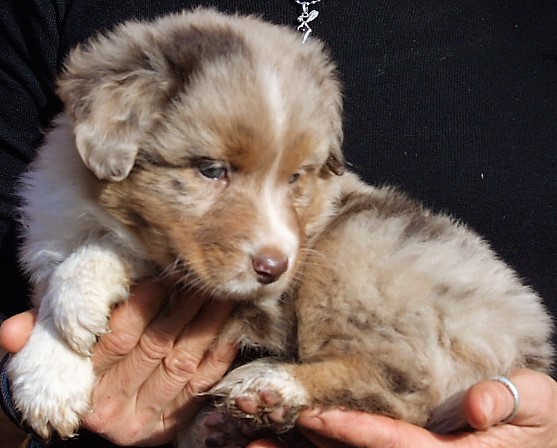 Orion, mâle rouge merle yeux verts ou ambres, disponible 1200€