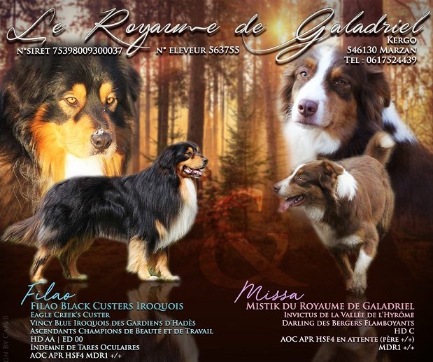 Le Royaume De Galadriel Elevage Bergers Australiens Et