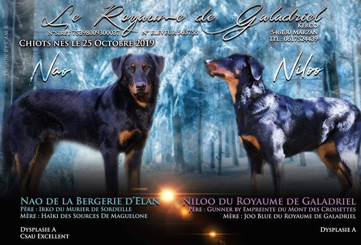 Le Royaume De Galadriel Elevage Bergers Australiens Et